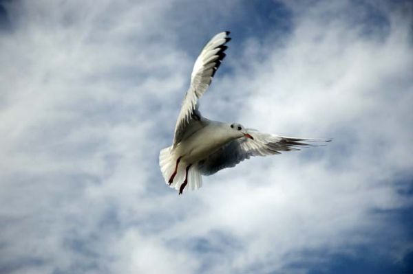 Black Headed Gull
